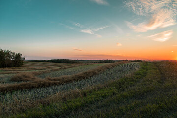 Fototapeta na wymiar landscape canola field swathed in Saskatchewan, Canada