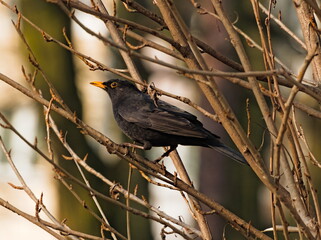 Blackbird on a branch.  Common blackbird (Turdus merula)