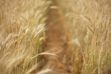 wheat barley rice growing in paddy field in farmland