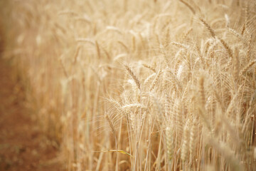 wheat barley rice growing in paddy field in farmland