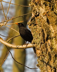 Blackbird on a branch.  Common blackbird (Turdus merula)