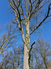 Baum ohne Blätter vor blauem Himmel