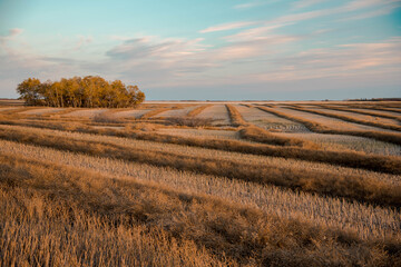 landscape canola field swathed in Saskatchewan, Canada