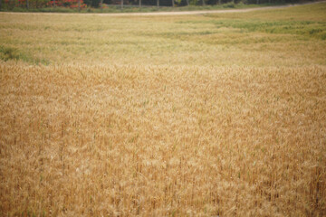 Fototapeta na wymiar wheat barley rice growing in paddy field in farmland