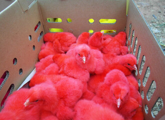 Red chicks in a crate © Nadet