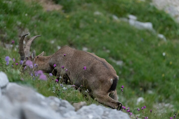 alpine ibex in switzerland on mount pilatus eating grass wildlife and swiss nature