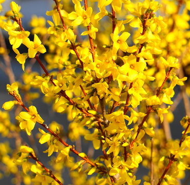 Forsythien