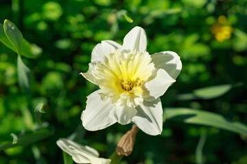 Blooming yellow Narcissus in the garden in the spring.