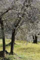 parco con ulivi