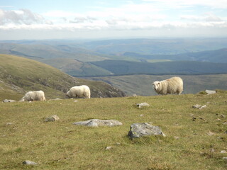 Sheep of wales