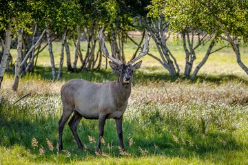 Beautiful proud deer with antlers in the park