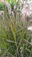 Obraz premium close up of grass