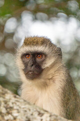 portrait of a long macaque
