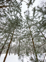 Small fir trees stand in snow-covered park in cloudy weather, the bottom view, a look up, needles of a fir-tree of green color