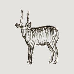 Hand-drawn black and white sketch of adult antelope with big long horns on a white background. Wild life. Wild animals. Antelope, deer, gazelle	
