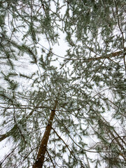 Small fir trees stand in snow-covered park in cloudy weather, the bottom view, a look up, needles of a fir-tree of green color