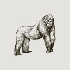Hand-drawn black and white sketch of Gorilla on a white background. Wild life. Wild animals. Gorilla. King Kong. Monkey, Ape	
