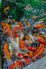 Obraz na płótnie Canvas Koi fish are gathering