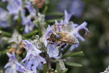 Ape posata su un fiore di rosmarino