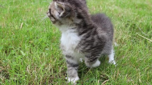 chaton tigr&eacute; dans de l'herbe