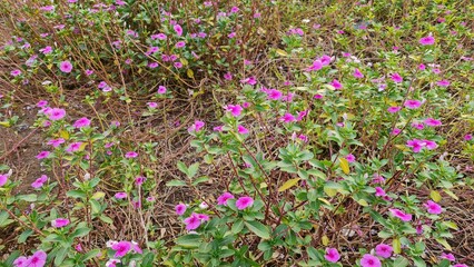 Obraz premium field of flowers