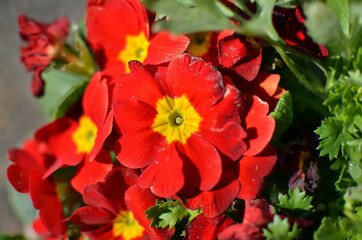 ガーデニングでプリムローズ