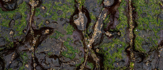black rock with green seaweed