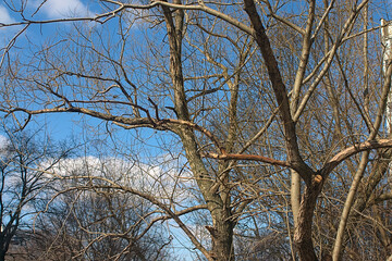 trees with bare branches in early spring