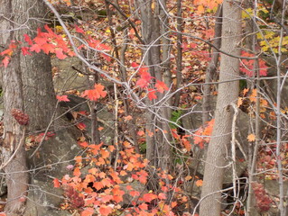 red autumn leaves