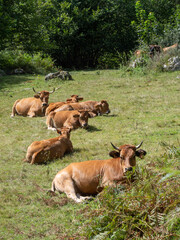 Naklejka na ściany i meble brown cows lying in the grass