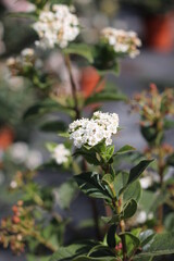 Plantas en flor en la primavera en el sur de España