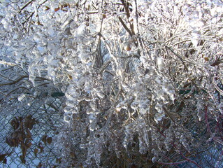 Naklejka premium ice on the tree