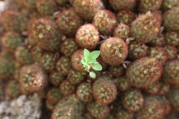 Plantas en flor en la primavera en el sur de España