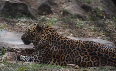 leopard on the rock