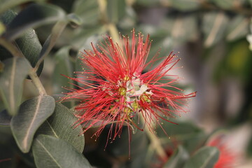 Plantas en flor en la primavera en el sur de España