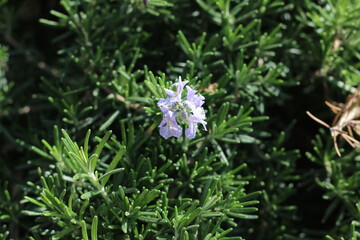 Plantas en flor en la primavera en el sur de España