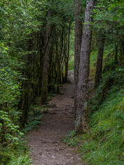 dirt path between leafy trees
