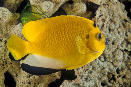 Apolemichthys trimaculatus, the threespot angelfish or flagfin angelfish, is a demersal marine ray-finned fish