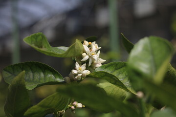 Plantas en flor en la primavera en el sur de España