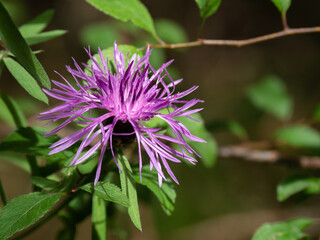 high mountain violet petal flowers