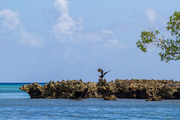 Vulture strechting his wings on a cliff