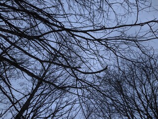dry tree branches against a blue sky