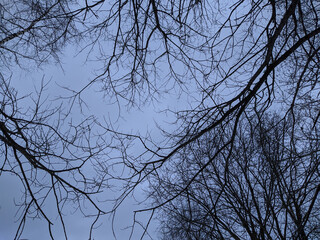 dry tree branches against a blue sky