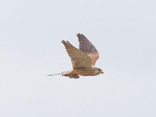A Kestrel (Falco tinnunculus) flying away with a vole (Microtus agrestis) in its talons that it had just caught, at St Aidans RSPB reserve, in Leeds West Yorkshire