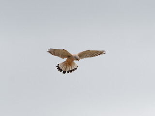 A Kestrel (Falco tinnunculus) hovering after it spotted a vole at St Aidans RSPB reserve, in Leeds West Yorkshire