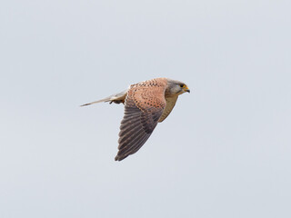A Kestrel (Falco tinnunculus) flying away with a vole (Microtus agrestis) in its talons that it had just caught, at St Aidans RSPB reserve, in Leeds West Yorkshire