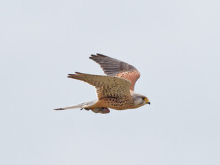A Kestrel (Falco tinnunculus) flying away with a vole (Microtus agrestis) in its talons that it had just caught, at St Aidans RSPB reserve, in Leeds West Yorkshire