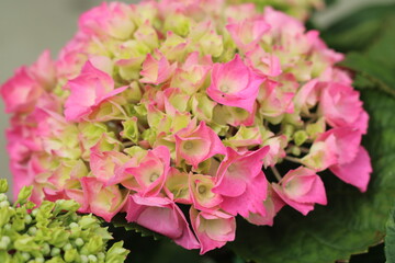 Plantas en flor en la primavera en el sur de España