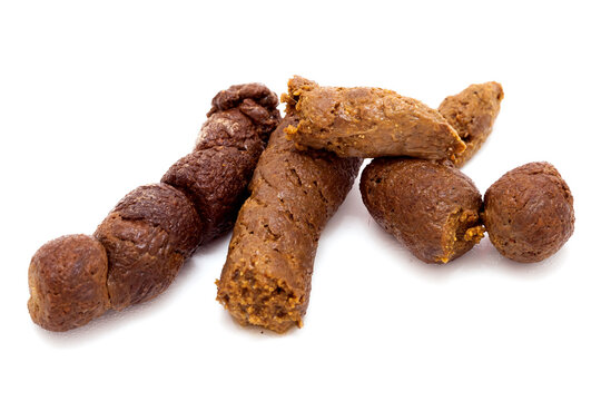 poo closeup, cat excrement with clipping path isolated on white background.