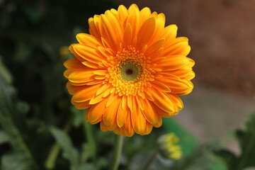 Plantas en flor en la primavera en el sur de España